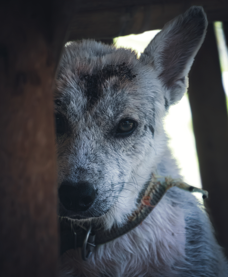 Kodel_Lietuvos_socia